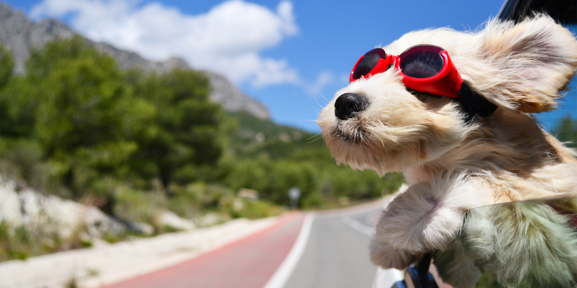 Sicher unterwegs: Vierbeiner im Auto