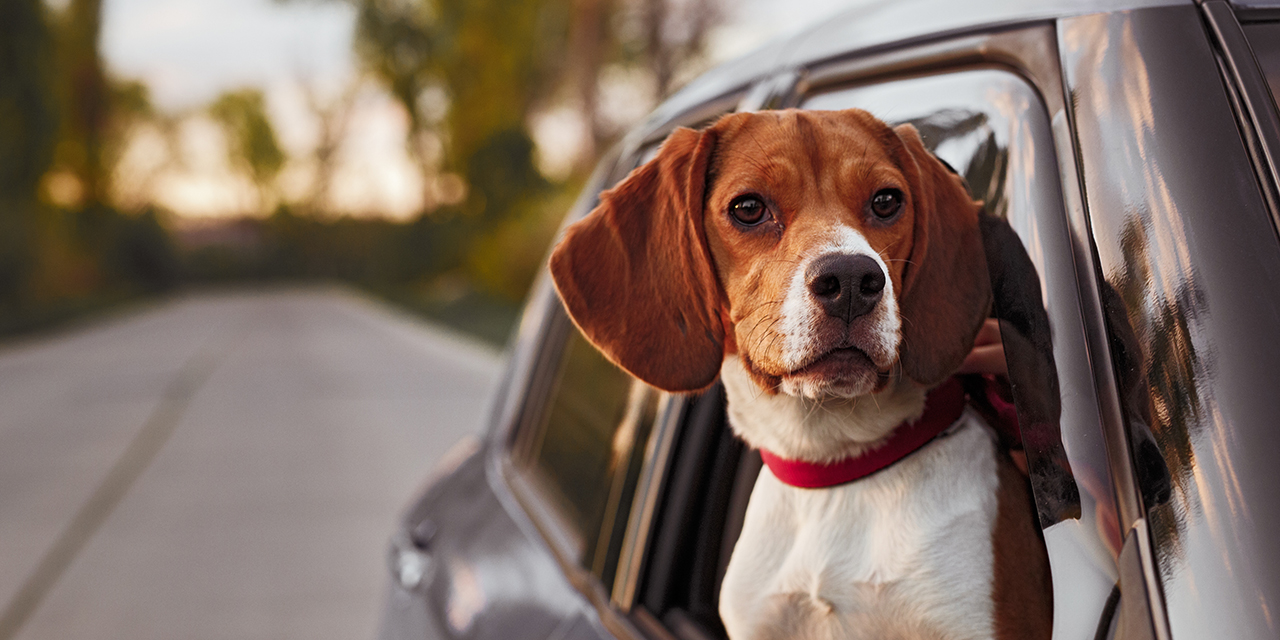 Hund anschnallen: So reist Ihr Haustier sicher im Auto